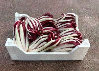 Foto Radicchio Tardivo Lavorazione In Polistirolo Origine Italia Marchio Scattolin  1